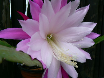 Epiphyllum [Orchid Cactus] \'Gladyce Jones\' 5 Seeds